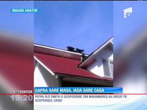 Patru iezi s-au urcat pe acoperişul unei case