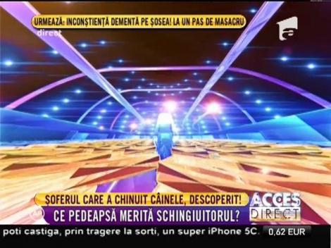 Poliţiştii au descoperit cine e şoferul care a chinuit fără milă un biet căţel