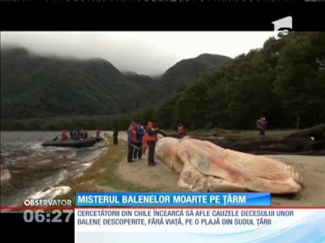 Chile: Moartea a 20 de balene, învăluită în mister