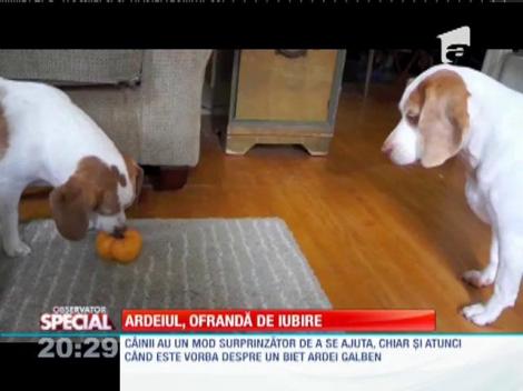 Special! Ardeiul, ofrandă de iubire