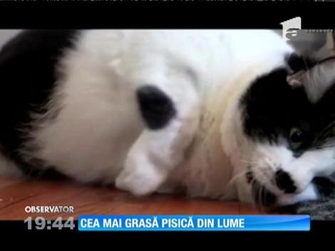 Cea mai grasă pisică din lume