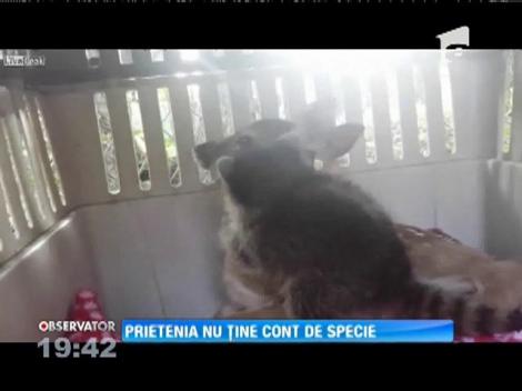 Prietenia nu ține cont de specie