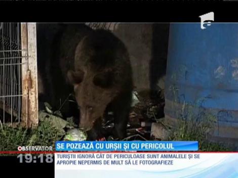 Turiştii români tratează urşii ca pe nişte animale de companie