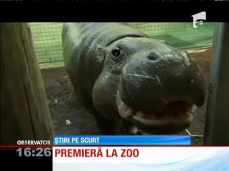 Premieră la o grădină zoologică din Australia