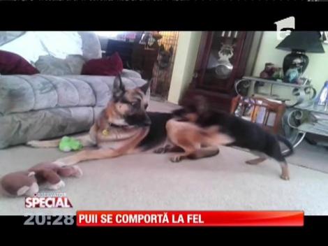 Special! Puii se comportă la fel