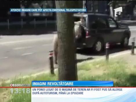 Un şofer din Baia Mare a legat un ponei de bara maşinii şi l-a târât prin oraş