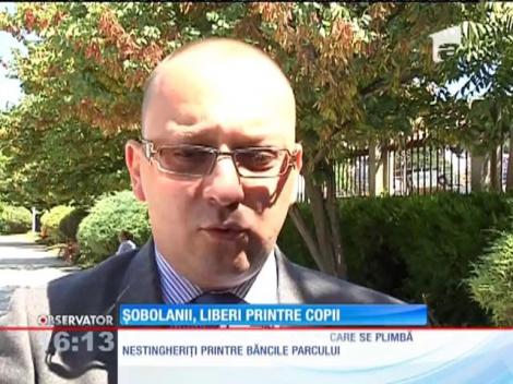 Şobolanii, liberi printre copii