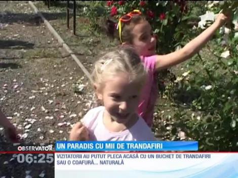 Cea mai mare grădină de trandafiri din România