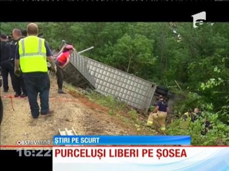 Purceluşi liberi pe şosea