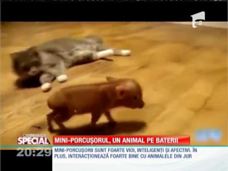 Special! Mini-porcuşorul, un animal pe baterii