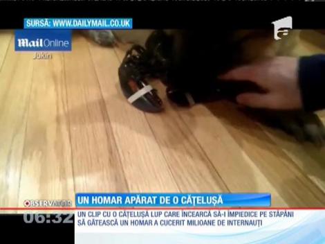 Un câine lup încearcă să-i împiedice pe stăpâni să gătească un homar