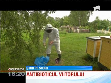 Antibioticul viitorului, extras din miere