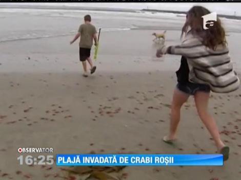 Plajă inundată de crabi roșii