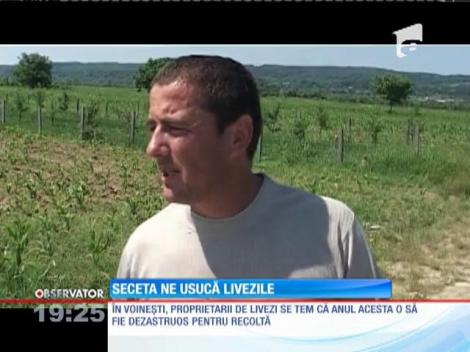 Canicula şi seceta îi duc la disperare pe pomicultorii români