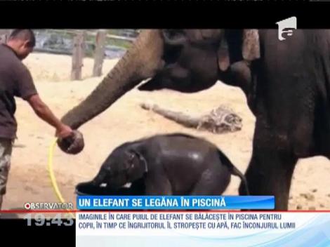 Un elefant în piscină