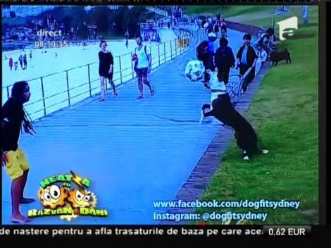 Smiley News: Cățelul fotbalist