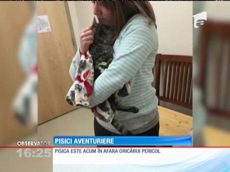 Două pisici au devenit surori de aventură