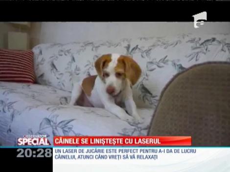 SPECIAL! Câinele se linişteşte cu laserul