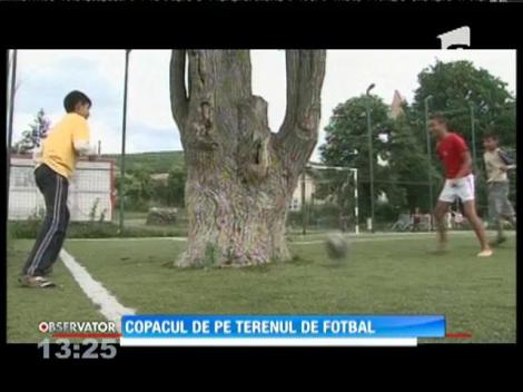 Copacul de pe terenul de fotbal