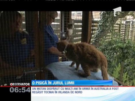 O pisică dispărută cu ani în urmă în Australia, găsită în Irlanda de Nord