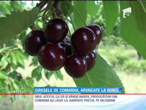 Cireşele din Comarna, aruncate cu tonele la gunoi