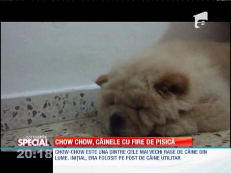 Special! Chow Chow, câinele cu temperament de pisică