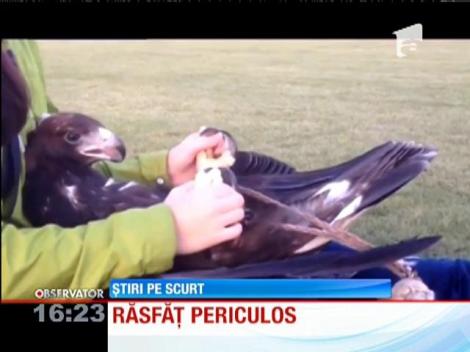 Vulturul din imaginile următoare vă va da fiori de amuzament