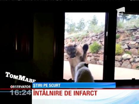 Întâlnire de infarct între o puma şi o pisică