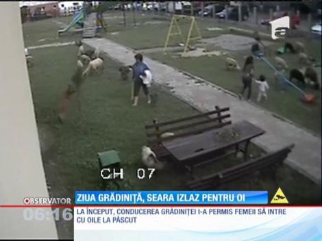 Găeşti: Cu oile la păscut, în curtea grădiniţei