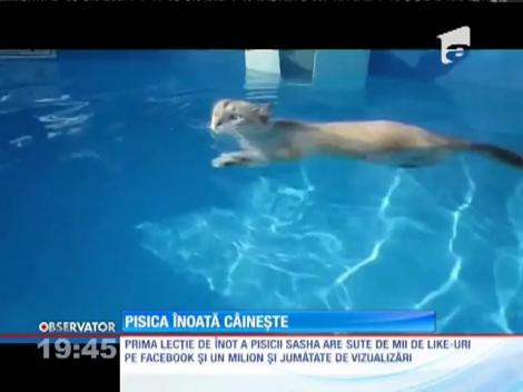 O pisică face valuri, la propriu, pe Internet, cu prima ei lecţie de înot