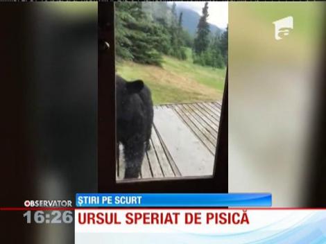 Un urs negru american, speriat de o pisică