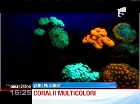 Descoperire uimitoare în Marea Roşie! Cercetătorii au găsit corali multicolori