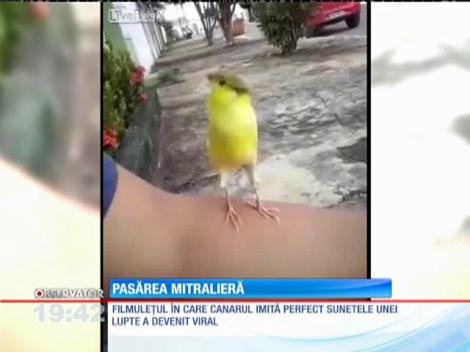 Trilurile unui canar ar putea deveni cu uşurinţă coloană sonoră pentru un joc video