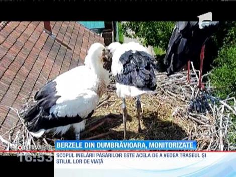 Berzele din Dumbrăvioara, monitorizate de specialişti