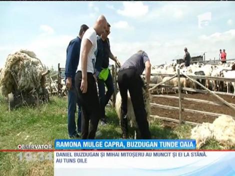 La "Poftiți și dăruiți", vedetele lui Nea Mărin sunt puse să mulgă caprele și să tundă oile
