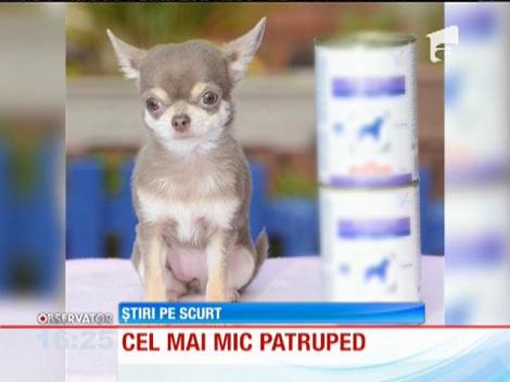 Cel mai mic câine din Marea Britanie