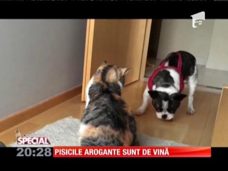 Special! Pisica arogantă și câinele jucăuș