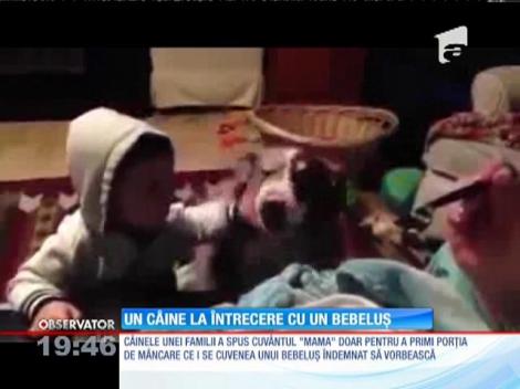 Câinele care spune ”mama”