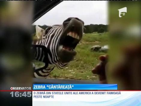 Zebra ”cântăreață” face show pentru mâncare