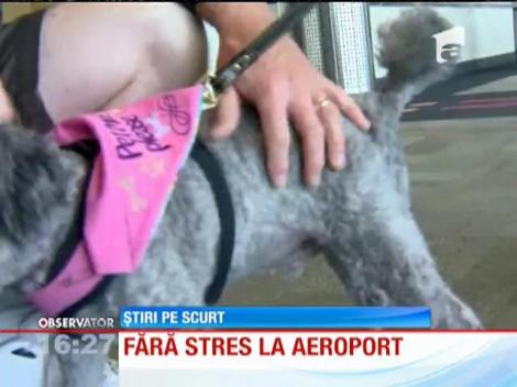 Câinele care scapă de stres oamenii cu teama de zbor