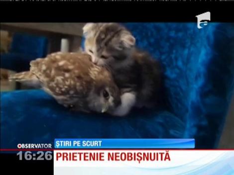Prietenie neobişnuită între un pui de bufniţă şi un pisoi