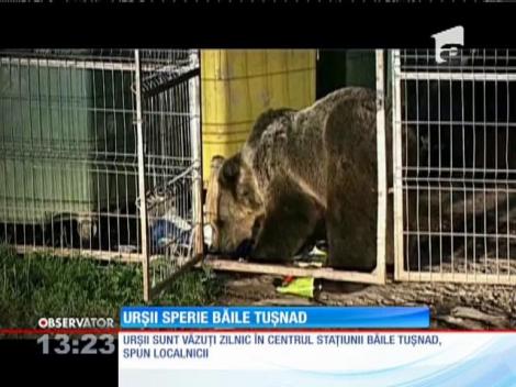 Urşii sunt văzuţi zilnic în centrul staţiunii Băile Tuşnad