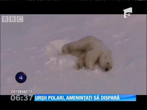 Urşii polari riscă să dispară cu totul dacă omenirea nu pune capăt încălzirii globale