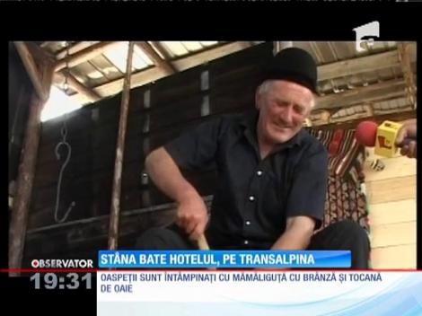 Pe Transalpina, ciobanii şi-au transformat stânele în unităţi de cazare