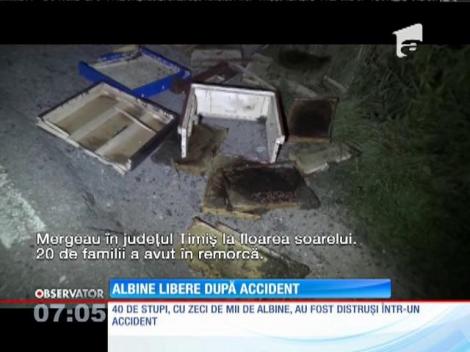 Zeci de mii de albine, libere după un accident rutier