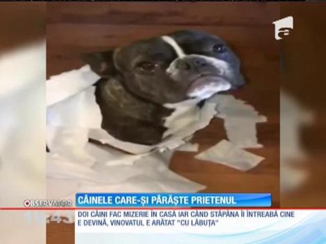 Câinele care nu-și apără prietenul