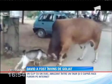Duel cu invingător neașteptat între o capră şi un taur