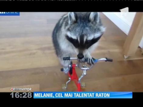 Melanie, cel mai talentat raton