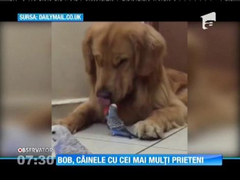 Bob, câinele cu cei mai mulți prieteni
