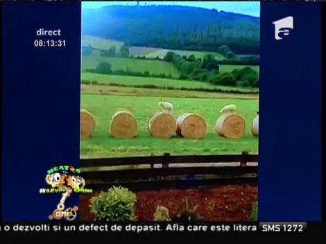 Smiley News: Oile atlete